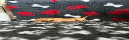Hungarian Vizsla dogs for sale: Exceptional Pedigree Hungarian Vizsla Puppies - Advert 35
