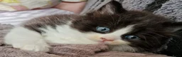 British Shorthair cats for sale: British Shorthair Exotic Kittens - Advert 5