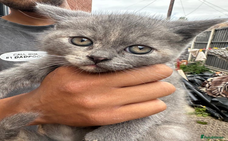 British Shorthair cats - Advert 4