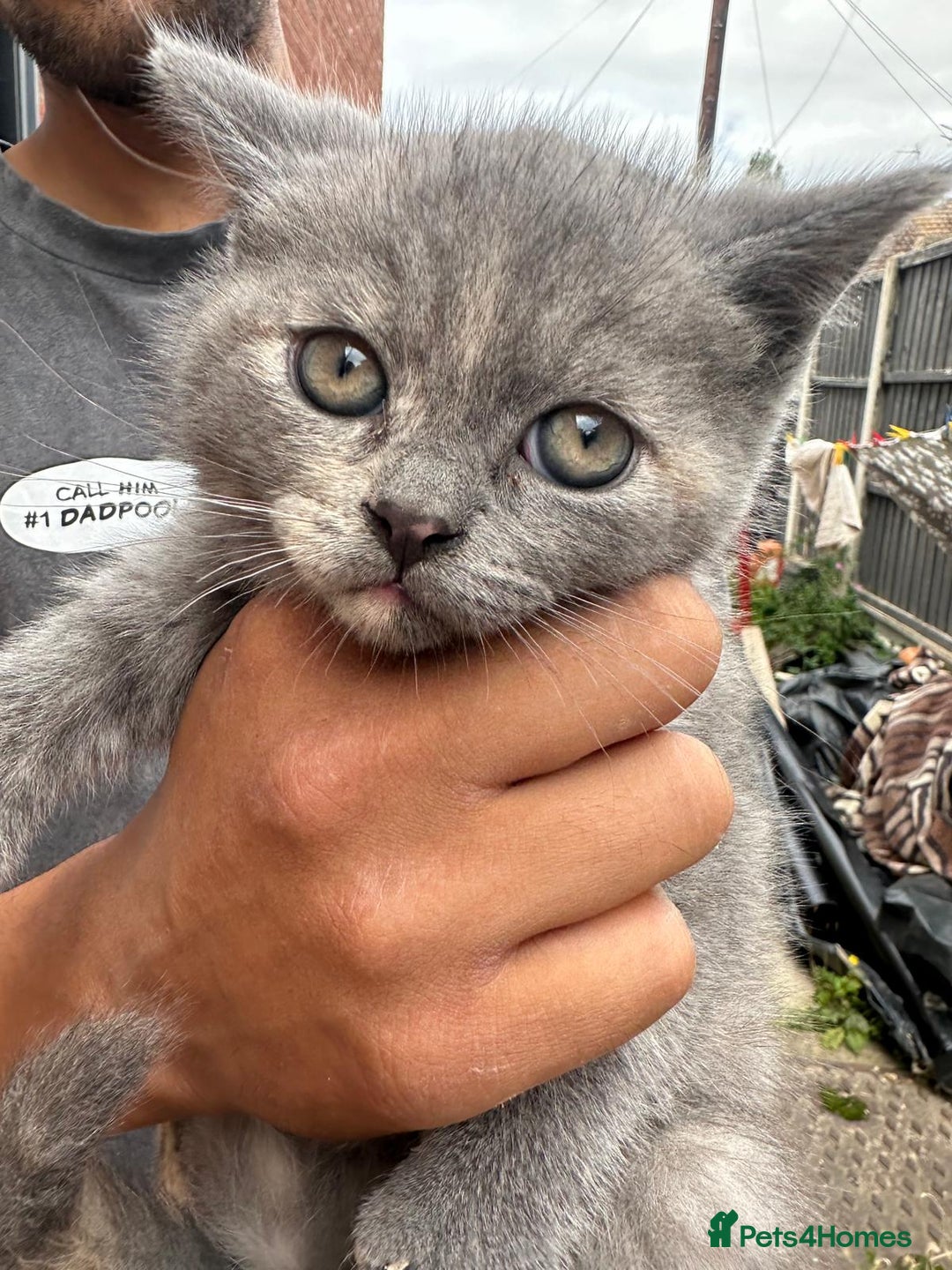 British Shorthair cats for sale: X BSH kittens - Image 1