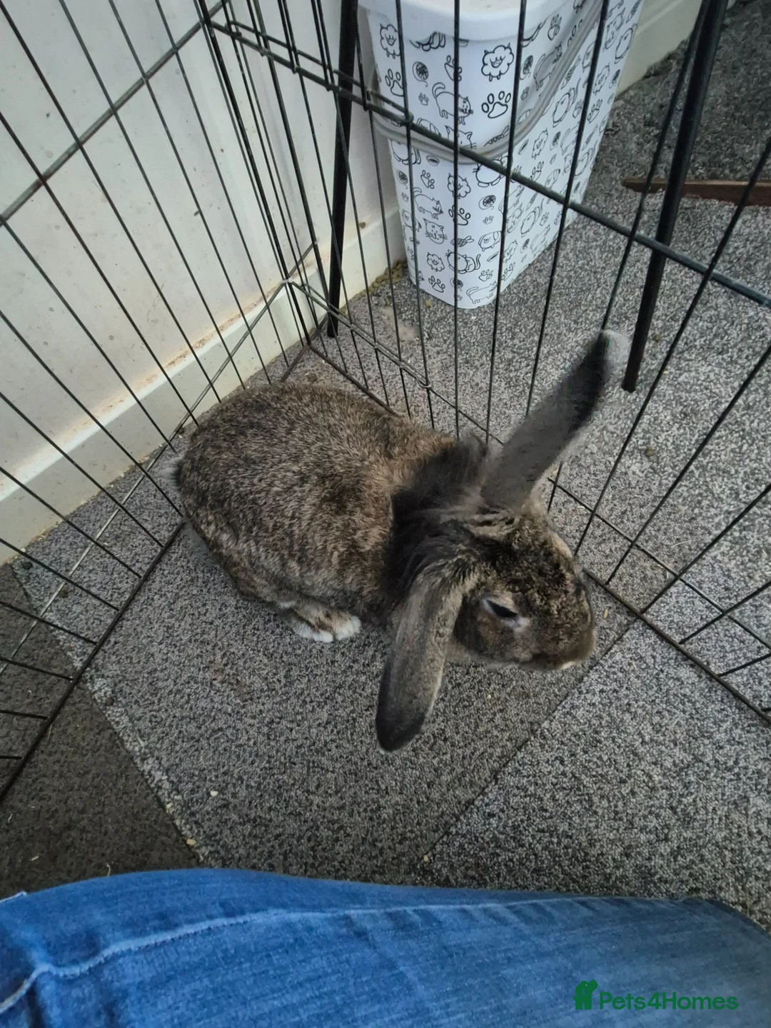 Mixed Breed rabbits for sale: Female mini lop/lion head/continental rabbit - Advert 2