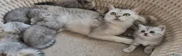 British Shorthair cats for sale: 🏆 Pedigree Silver British Shorthair Kittens 🏆 - Advert 9