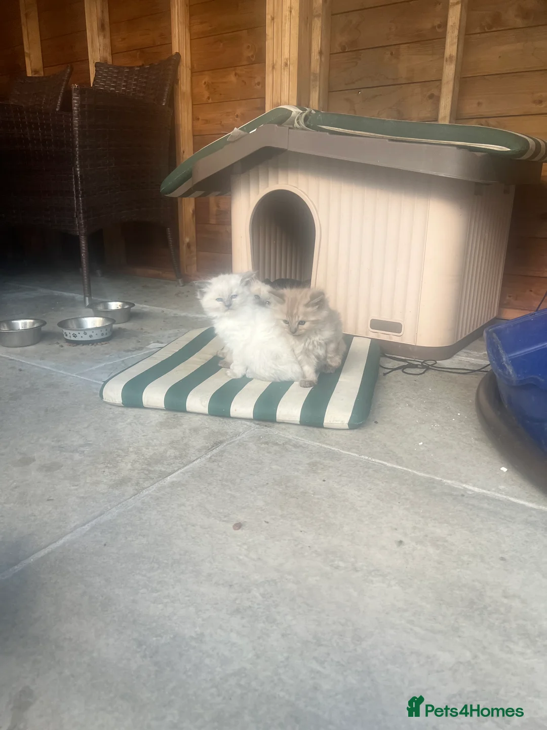 Ragdoll cats for sale: 🐾 Beautiful Kittens♥️♥️♥️ - Advert 2