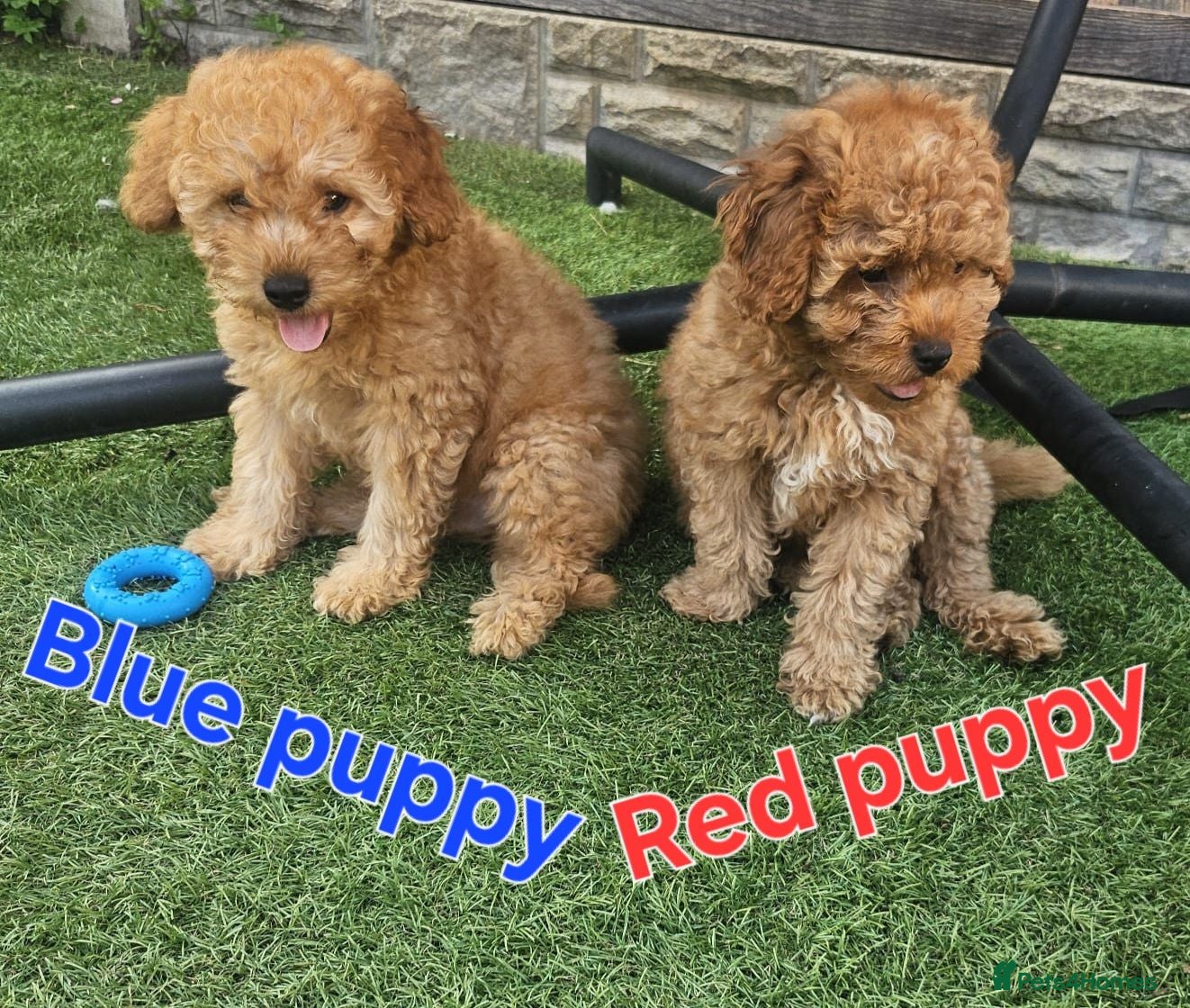 Maltipoo dogs 🐶ready to leave🐶3 gorgeous boy maltipoo pups🐶  - Advert 4