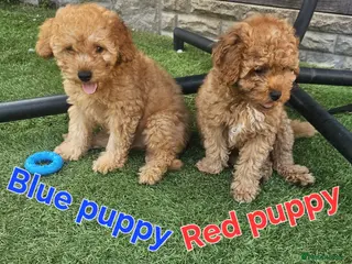 Maltipoo dogs 🐶ready to leave🐶3 gorgeous boy maltipoo pups🐶 - Advert 4