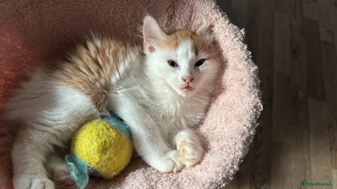 Domestic Shorthair cats for sale: Ginger & White Male Kitten - last of litter  - Advert 10