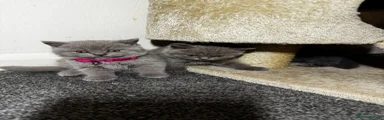 British Shorthair lilac boi 1