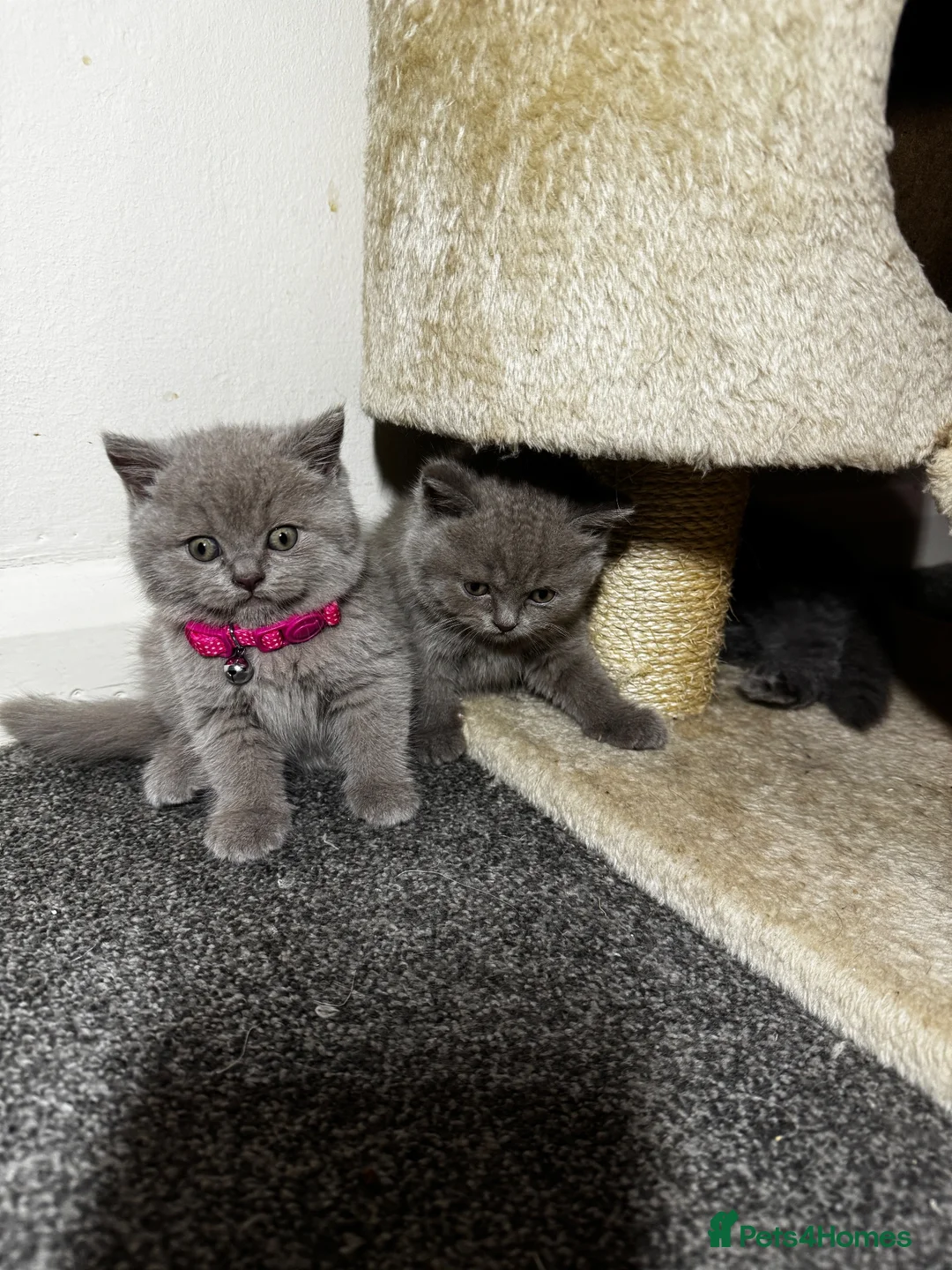 British Shorthair cats for sale: British shorthair Lilac and blue Kittens - Advert 26