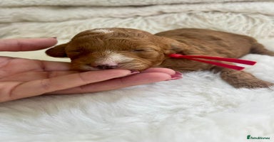 Cavapoo dogs - Advert 13
