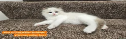 Ragdoll cats for sale: Stunning Ragdoll Kittens – Boys Only (TICA) - Advert 15