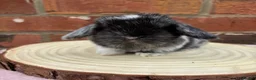 Mini Lop rabbits for sale: Pure bred pedigreed mini lops  in Leeds - Advert 5