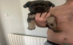 French Bulldog dogs for sale: Fluffy french bulldogs  - Image 2