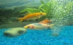 Fancy Goldfish fish for sale: x5 beautiful goldfish  - Image 1