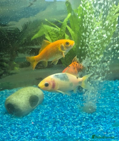 Fancy Goldfish fish - Advert 1