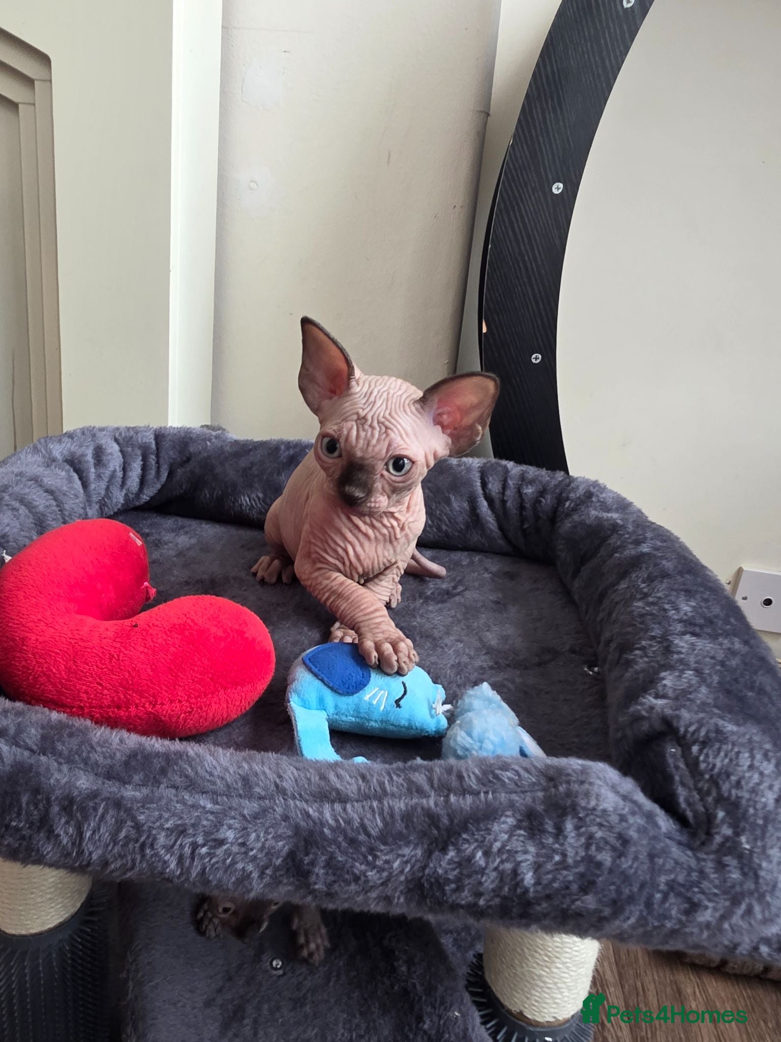 Sphynx cats ⭐ LAST BOY AVAILABLE! TICA Registered Sphynx Boy - Advert 10