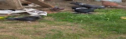 Pigeons birds for sale: Pigeons Mixed Variety  in Ashford - Advert 9