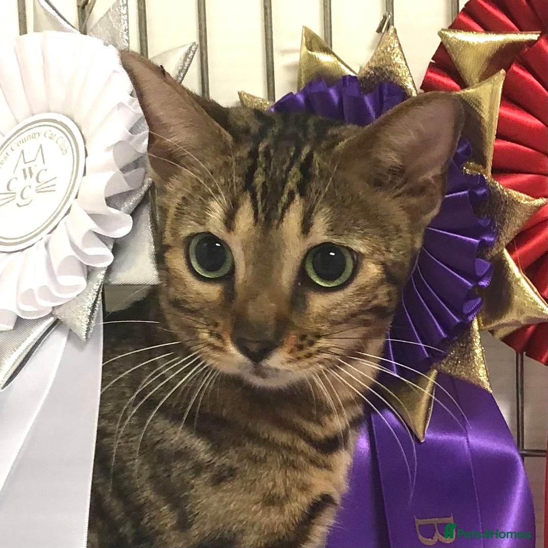 Bengal cats for sale: Retired Breeding Bengal Queen - Image 1