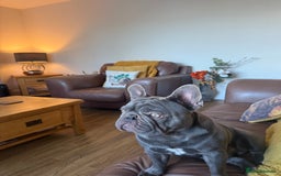 French Bulldog dogs for sale: French bulldog male  - Image 3
