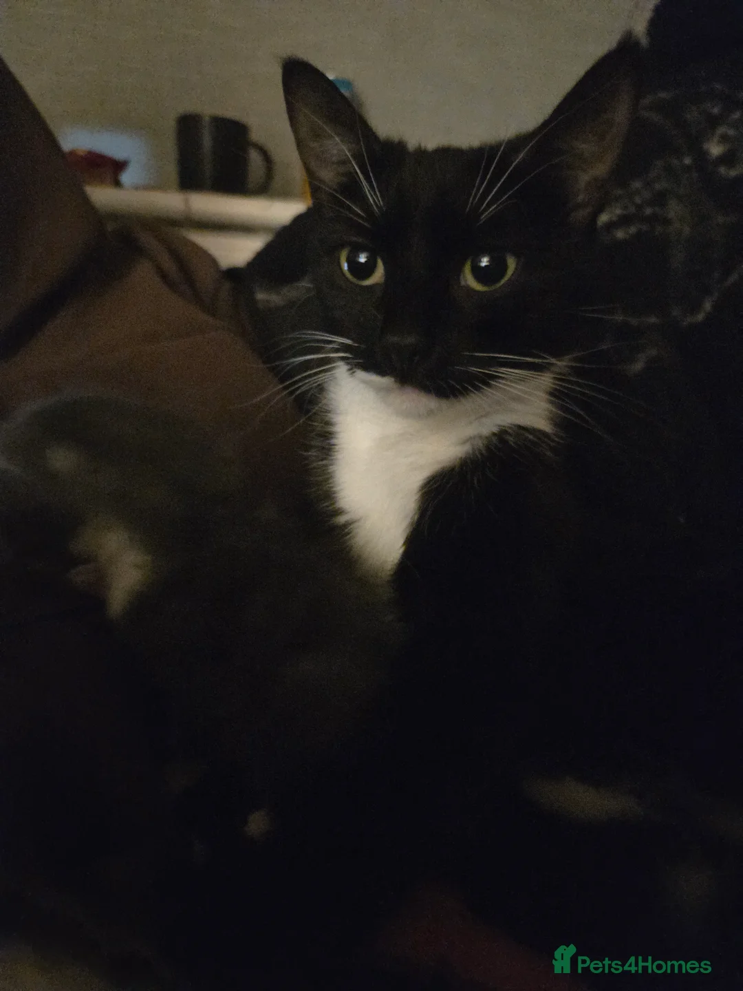 Mixed Breed cats for sale: Binx 🐈‍⬛️ all black male - Advert 2