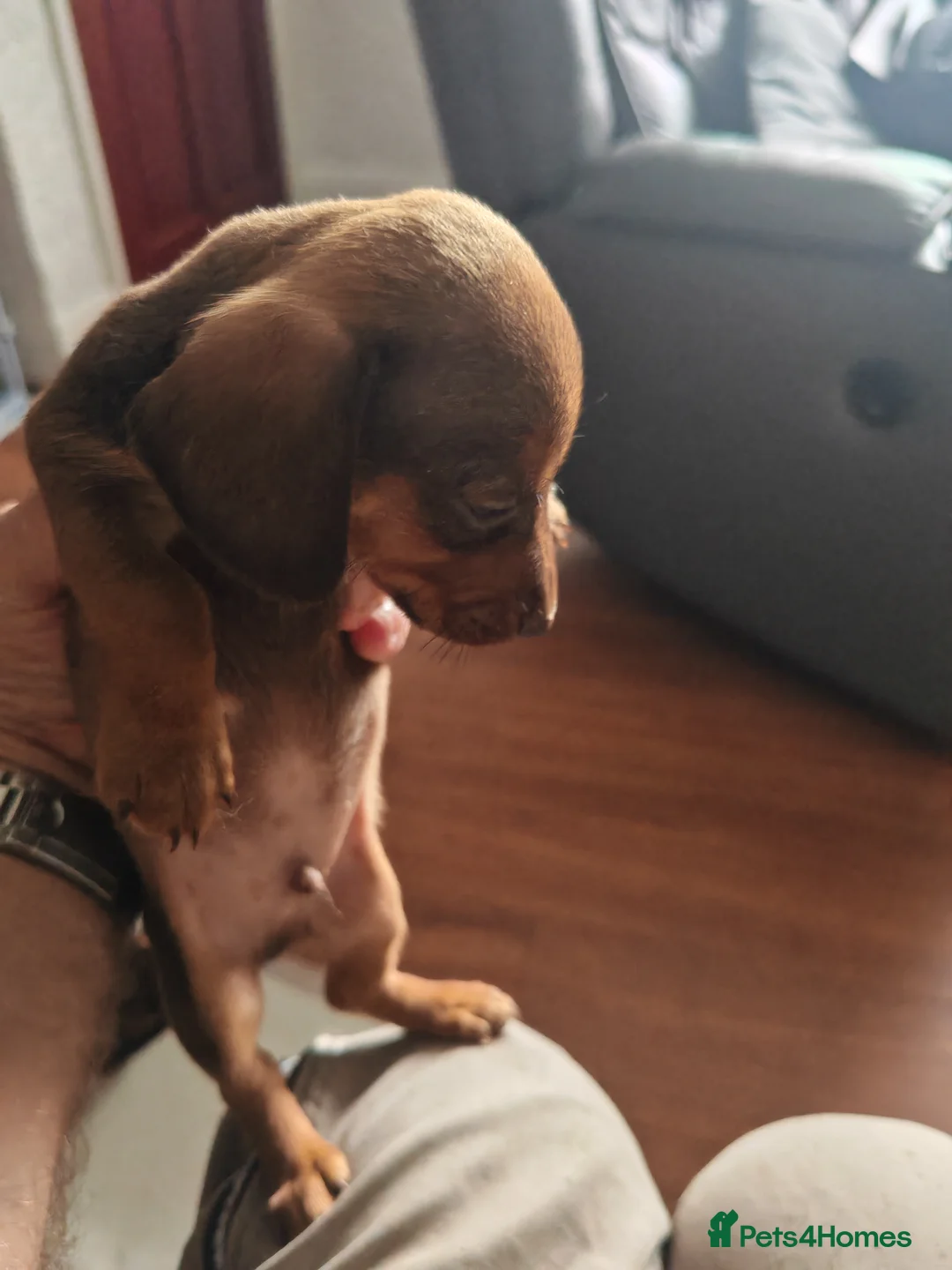 Dachshund dogs for sale: mini dash  - Advert 2