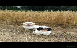Shih Tzu dogs for stud: Handsome experienced KC registered stud dog in Cullompton - Image 17
