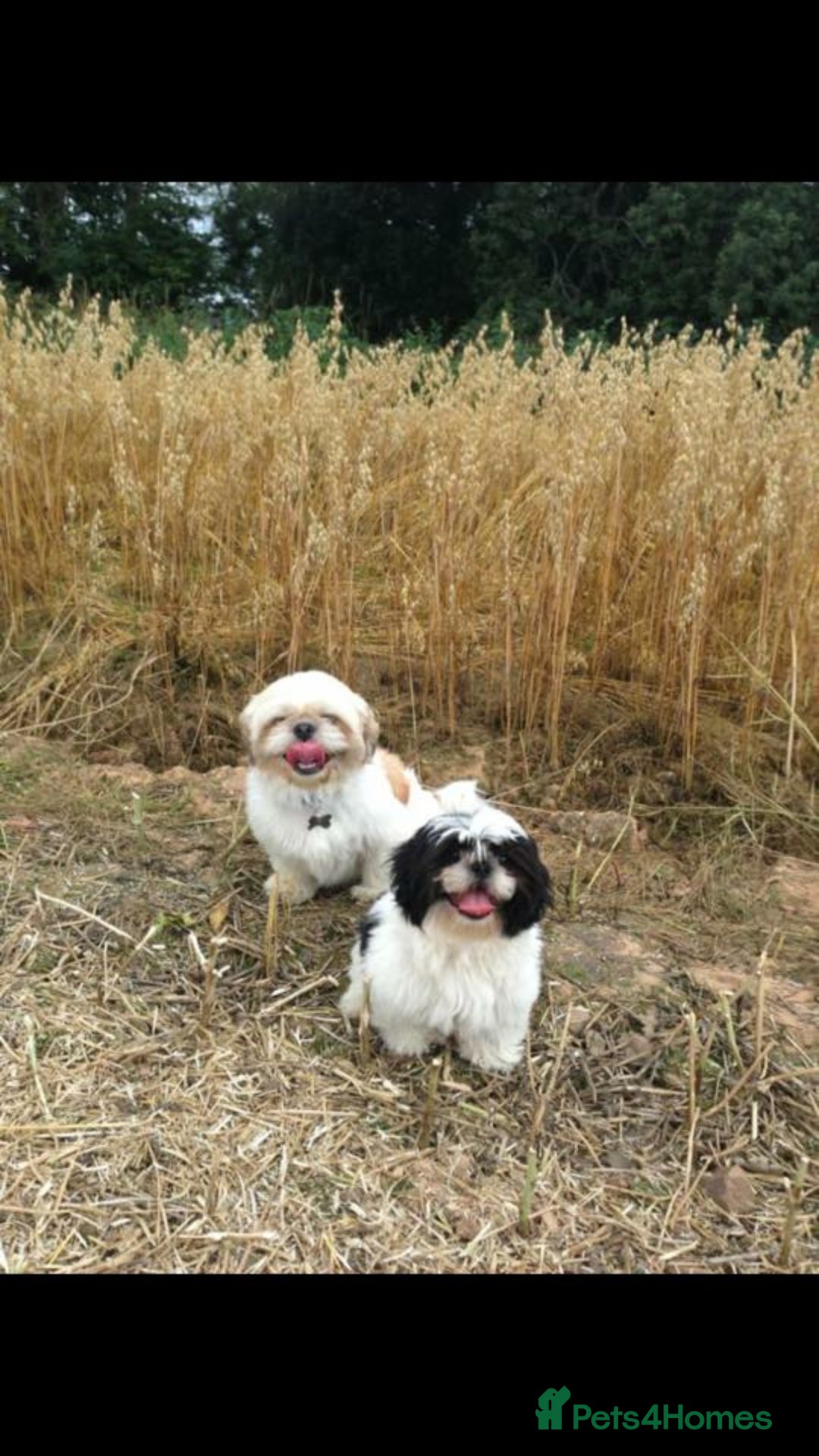 Shih Tzu dogs for stud: Handsome experienced KC registered stud dog in Cullompton - Image 17