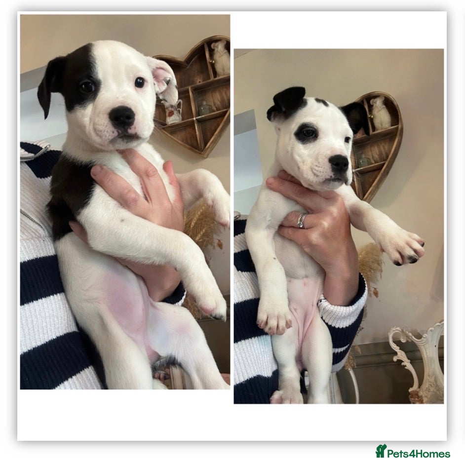 Mixed Breed dogs for sale: Last two puppies  remaining  - Advert 1