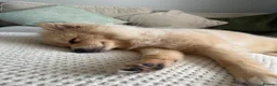 Pomeranian dogs for sale: Pomeranian 5 months old. 1 Male only  - Advert 3