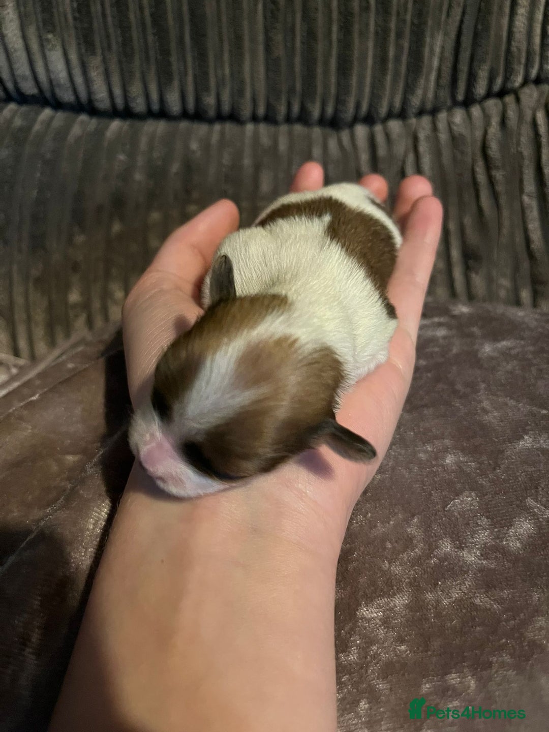 Lhasa Apso dogs for sale: 4 stunning Lhasa  boys  - Image 3