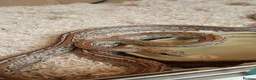 Corn Snake reptiles for sale: Female Tessera Cornsnake with Full vivarium Setup - Advert 3
