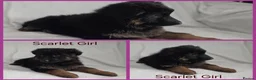 German Shepherd dogs for sale: Gorgeous German Shepherd Puppies For Sale - Advert 27
