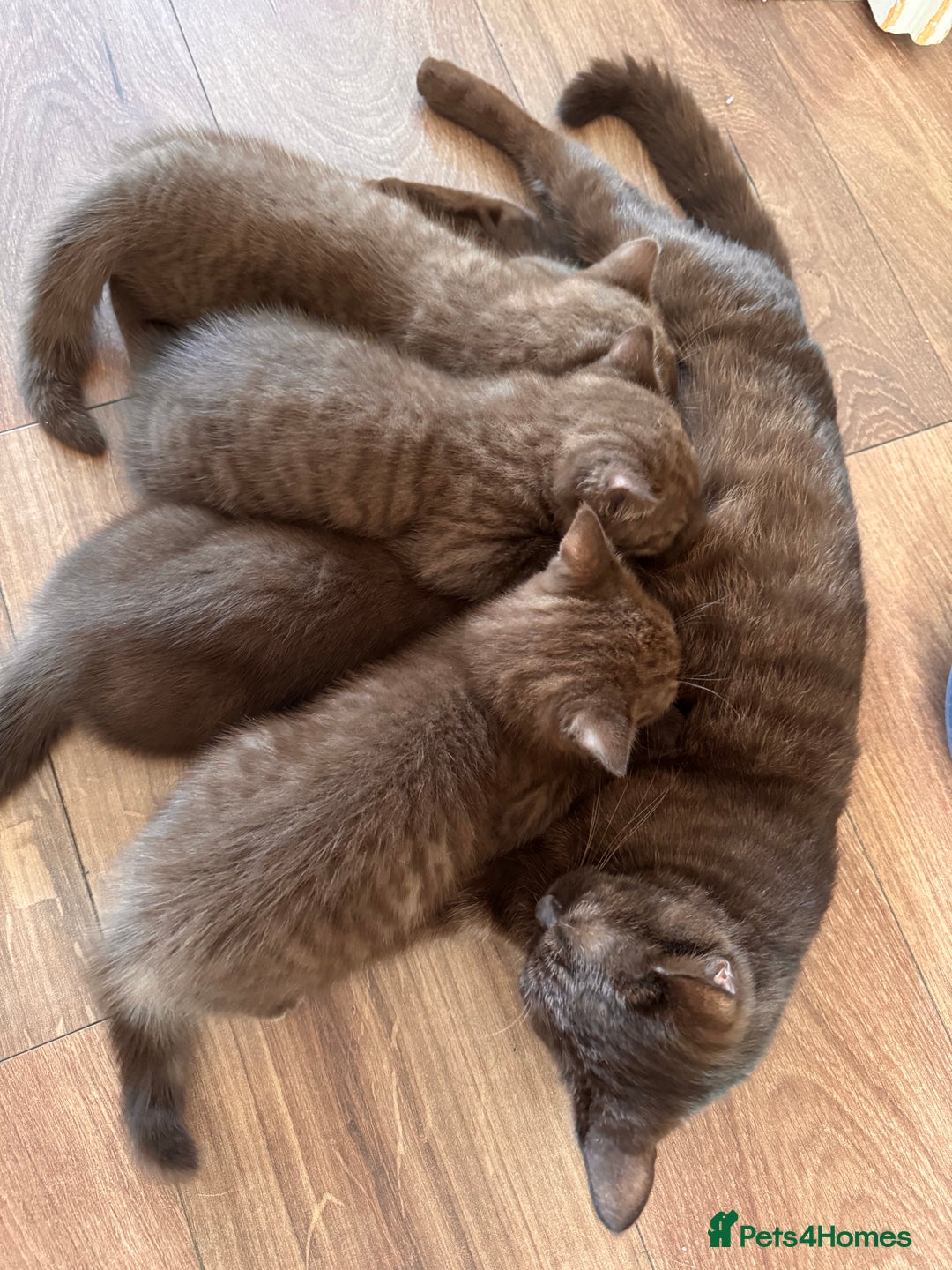 British Shorthair cats for sale: British Shorthair kittens  - Image 7