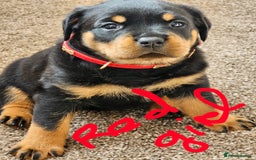 Rottweiler dogs for sale: Pure breed Rottweiler  - Image 20