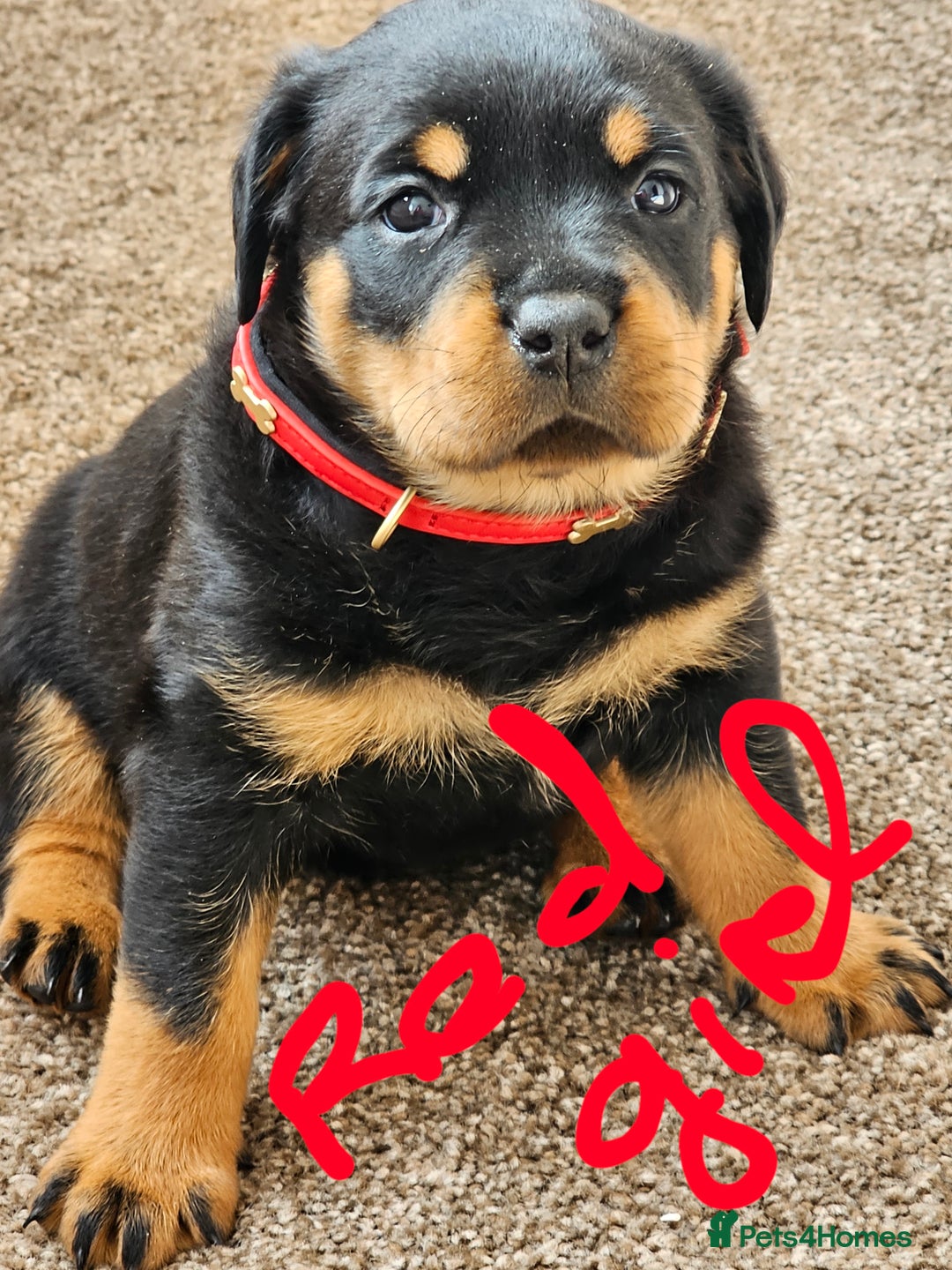 Rottweiler dogs for sale: Pure breed Rottweiler  - Image 20