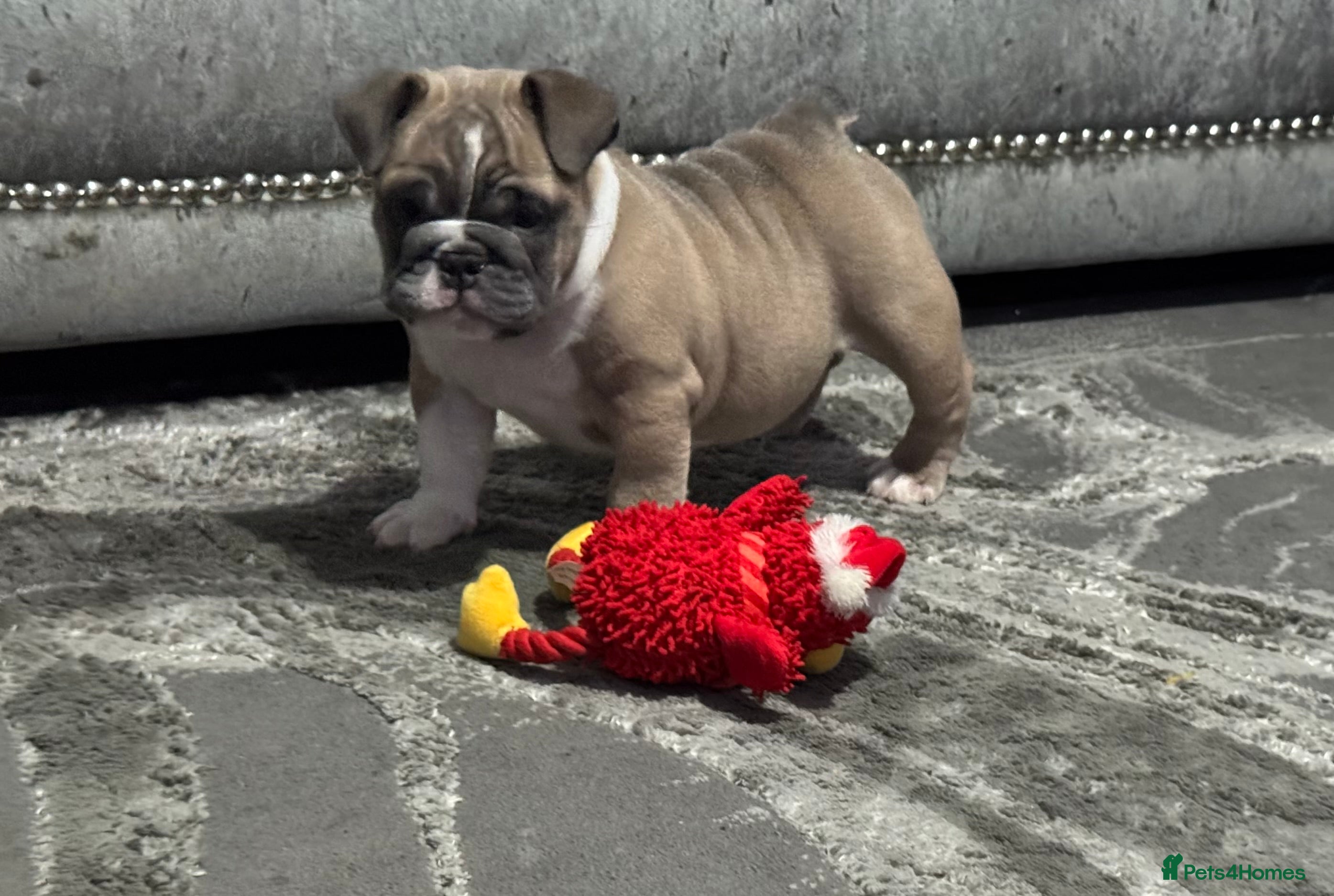 English Bulldog dogs Male miniature bulldog puppy - Advert 1