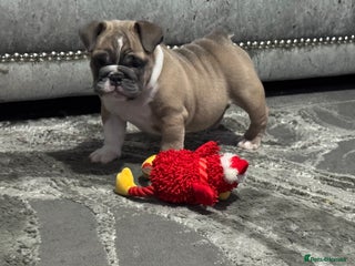 English Bulldog dogs Male miniature bulldog puppy - Advert 13