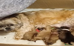 Shih Tzu dogs for sale: SHIH TZU litter. Ready 15/01/2026 - Advert 1