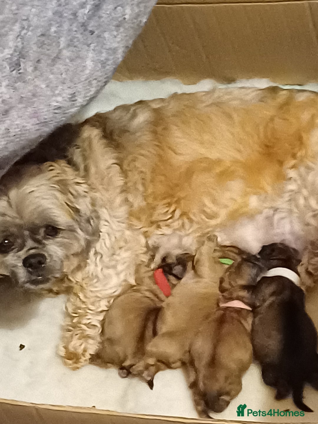Shih Tzu dogs for sale: SHIH TZU litter. Ready 15/01/2026 - Advert 1