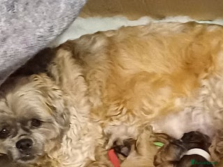 Shih Tzu dogs SHIH TZU litter. Ready 15/01/2026 - Advert 12