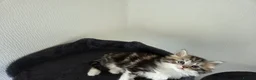 Mixed Breed cats for sale: Kittens for sale - Advert 17