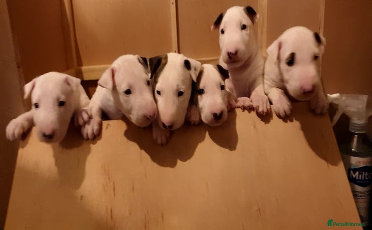 English Bull Terrier dogs - Advert 1