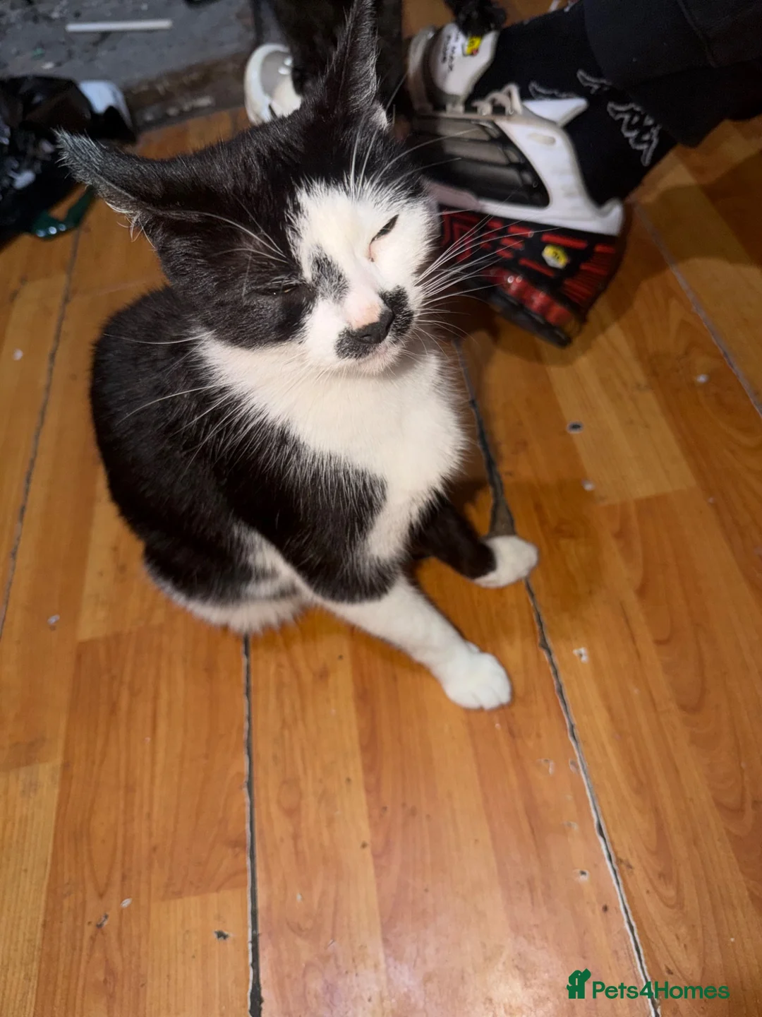 Mixed Breed cats for sale: Mixed breed kittens  in Dorchester - Advert 1