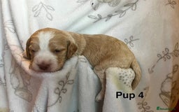 Cockapoo dogs for sale: Adorable Cocker Spaniel/Cockapoo Puppies - Image 19