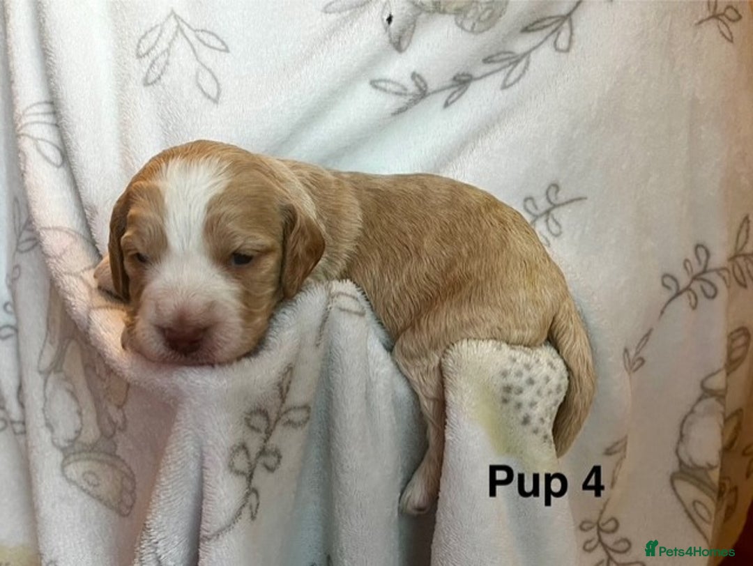 Cockapoo dogs for sale: Adorable Cocker Spaniel/Cockapoo Puppies - Image 19