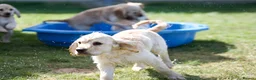 Mixed Breed dogs for sale: Cocker spaniel puppies in Ashford - Advert 2