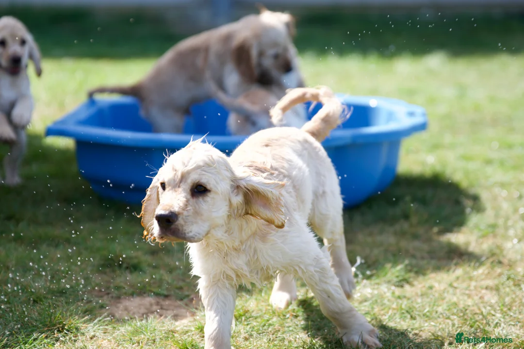 Mixed Breed dogs for sale: Cocker spaniel puppies in Ashford - Advert 2