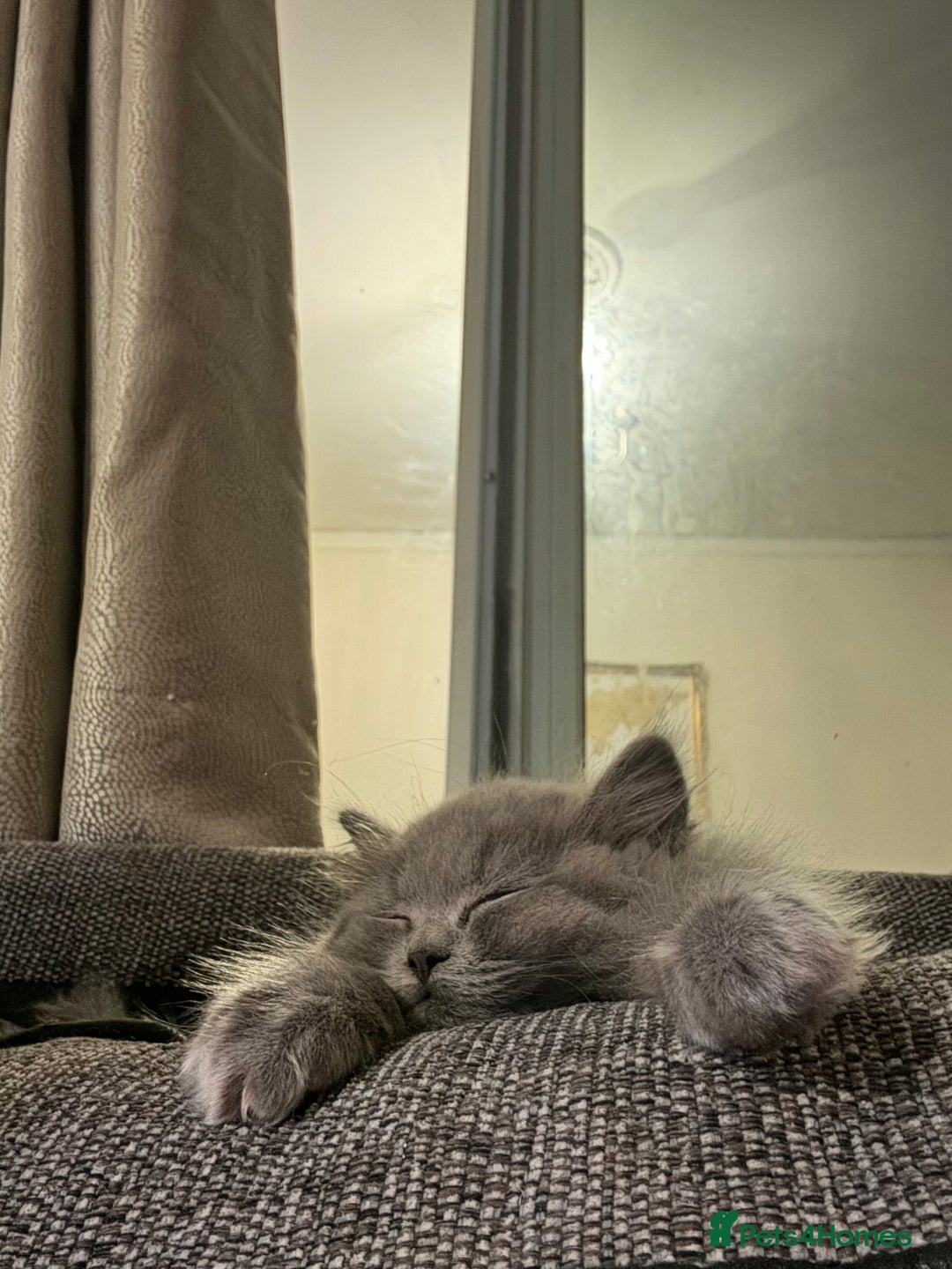 British Longhair cats for sale: Beautiful British Longhair Cat - Advert 5