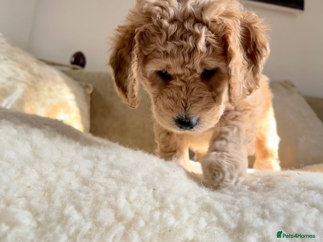 Mini Goldendoodle dogs for sale: Miniature Goldendoodle F1b Puppies - Image 13