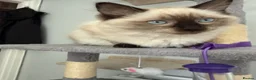 Ragdoll cats for sale: Ragdoll - Advert 3