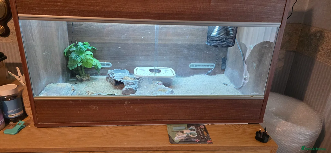 Leopard Gecko reptiles for sale: Rehoming our Leopard ghecko Romeo with full set up - Advert 6